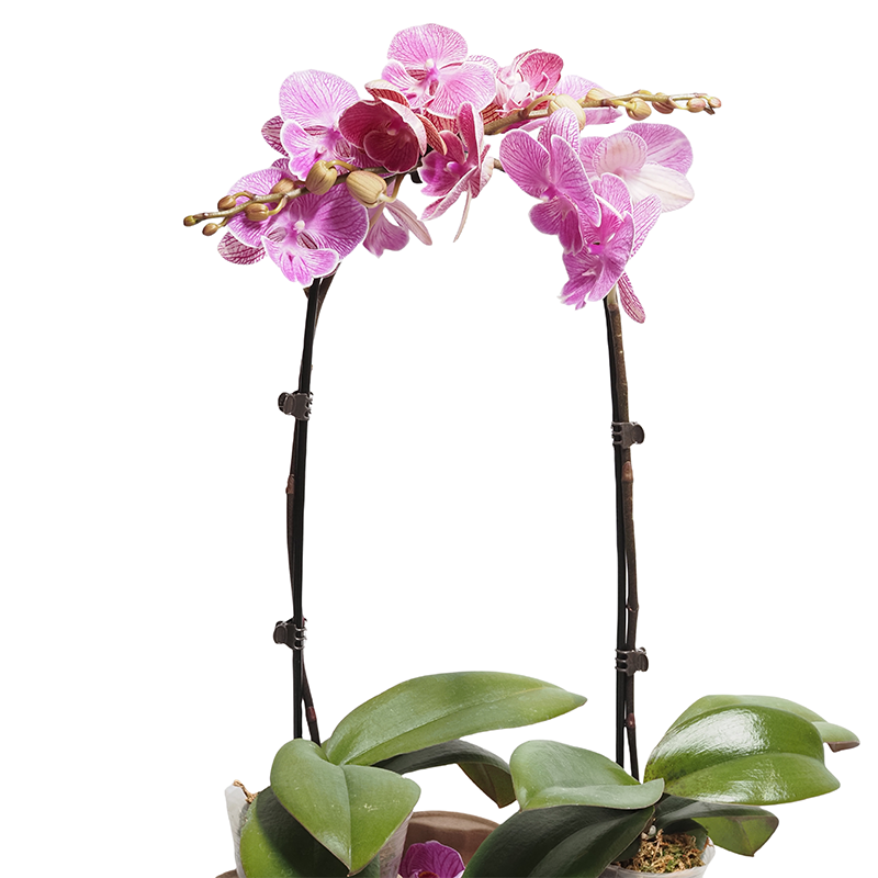 U Shape Plants Flowers Stick (4)