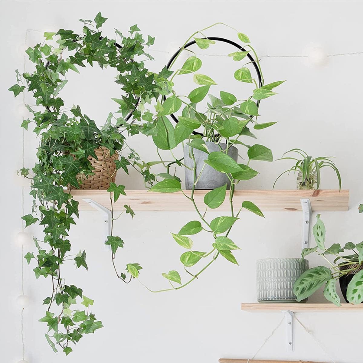 Garden Plant Support Stake Hexagonal Round Climbing Frame Flower Plant Grid Support Frame Steel China