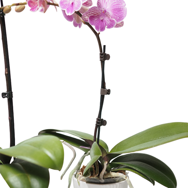 Split Bamboo with Clip (3)