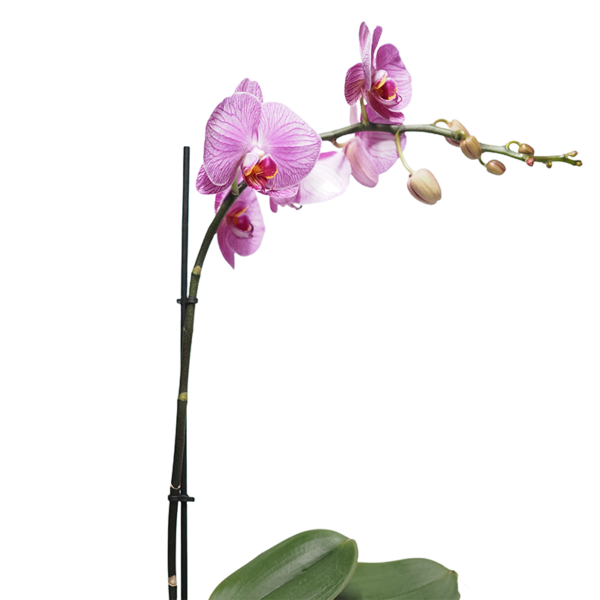 Split Bamboo with Clip (4)