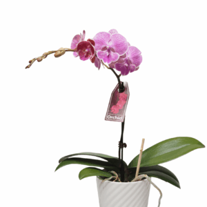 PVC Gardening Labels Durable Reusable Plant Identification Tags Wholesale